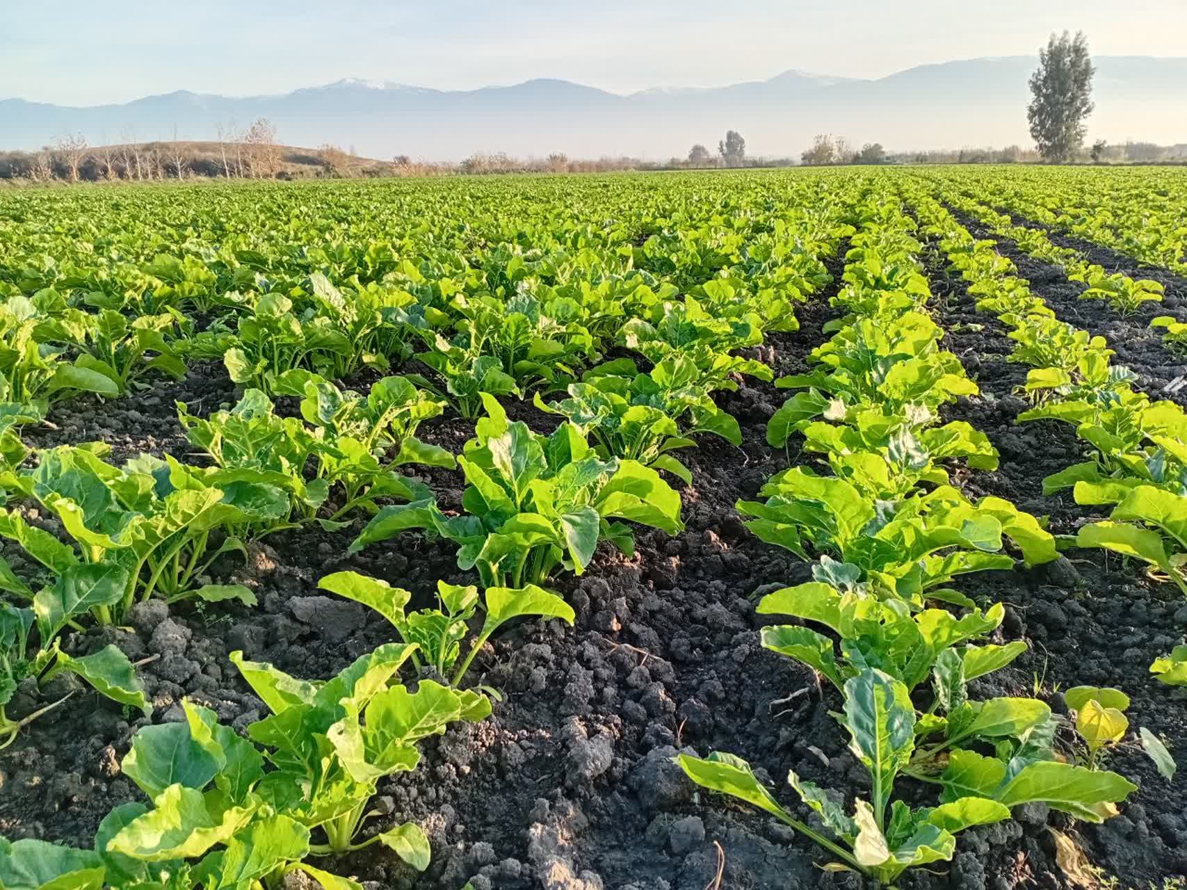 بازدید از مزارع پاییزه تحت قرارداد کارخانه شکر شاهرود در استان گلستان